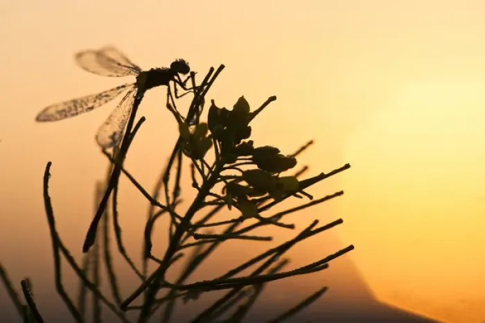 Framed Print : USA, Montana, Lee Metcalf National Wildlife Refuge. Silhouette of damselfly on plant at sunrise Framed Print : USA, Montana, Lee Metcalf National Wildlife Refuge. Silhouette of damselfly on plant at sunrise