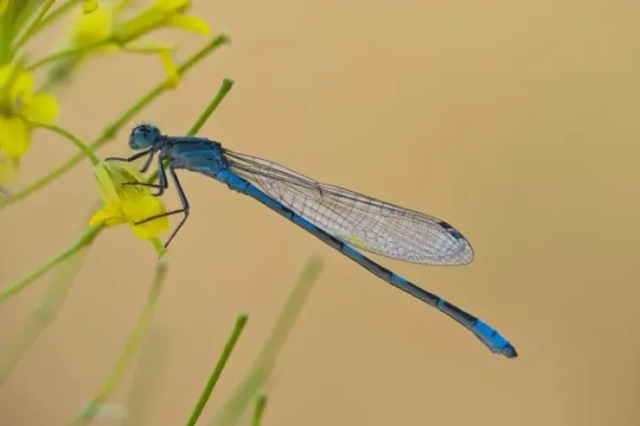 Framed Print : USA, Montana, Lee Metcalf National Wildlife Refuge. Blue damselfly on plant in morning light