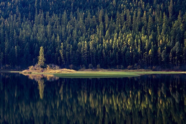 USA, Montana. Lone pine on island of green with reflections, Salmon Lake State Park