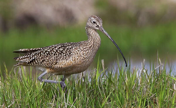 USA, Montana, long-billed curlew foraging