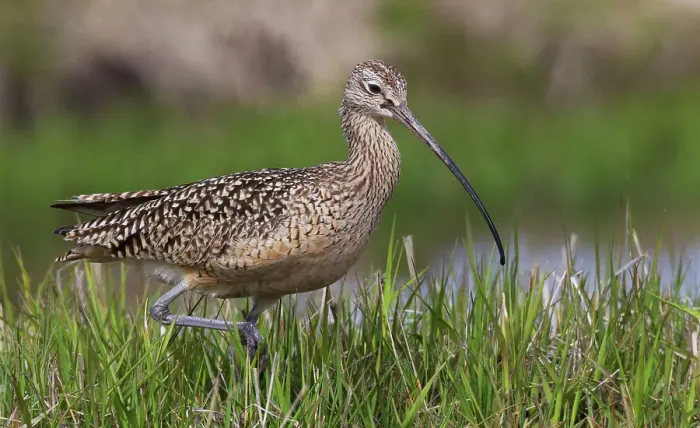 Framed Print : USA, Montana, long-billed curlew foraging Framed Print : USA, Montana, long-billed curlew foraging