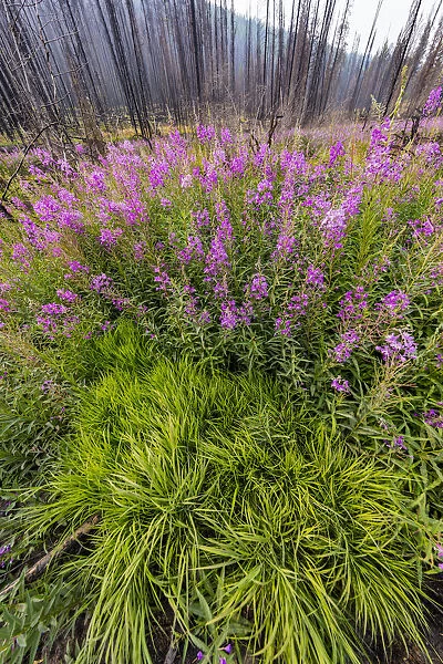 USA, Montana, Missoula. Fireweed filling in after wildfire