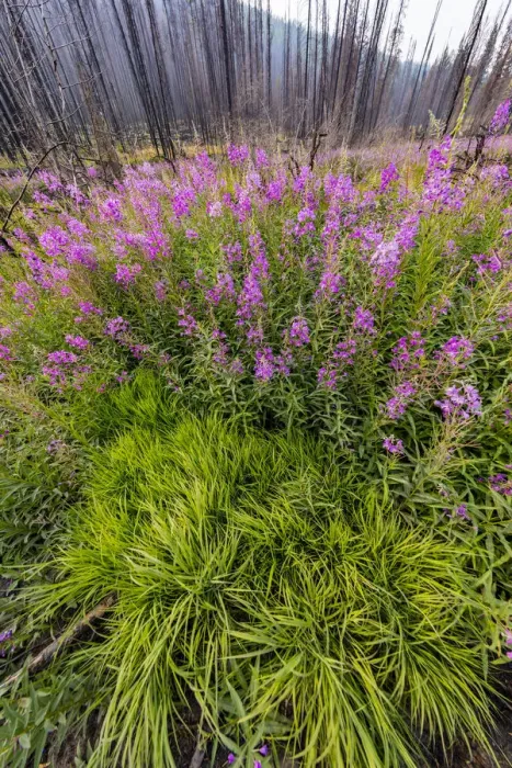 Framed Print : USA, Montana, Missoula. Fireweed filling in after wildfire Framed Print : USA, Montana, Missoula. Fireweed filling in after wildfire