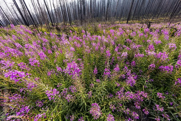 USA, Montana, Missoula. Fireweed filling in after wildfire