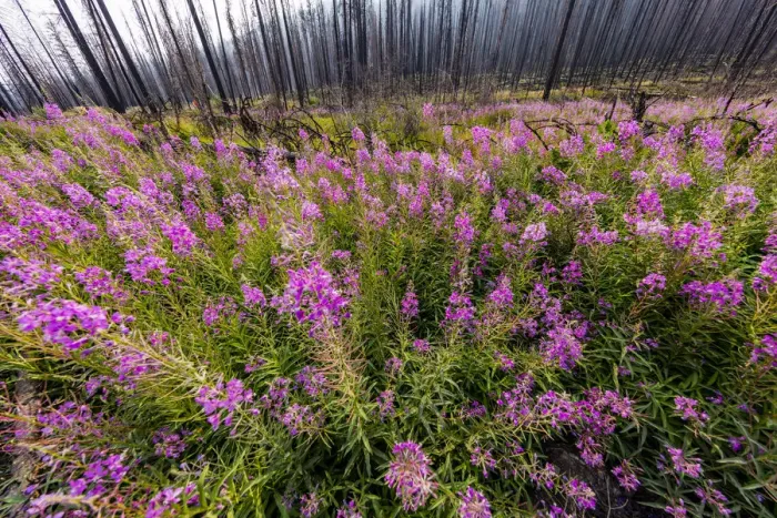 Framed Print : USA, Montana, Missoula. Fireweed filling in after wildfire Framed Print : USA, Montana, Missoula. Fireweed filling in after wildfire