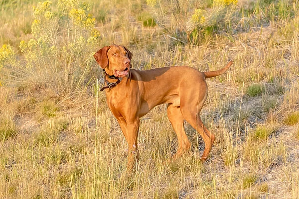 USA, Montana, Missoula. Vizsla hunting dog. Credit as: Fred Lord  /  Jaynes Gallery  /  DanitaDelimont