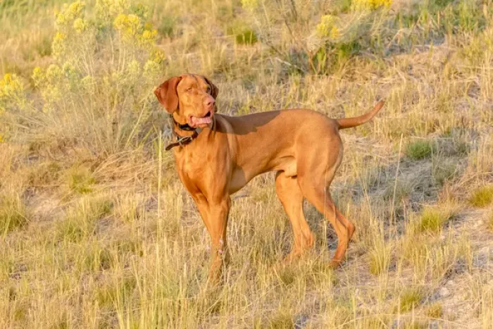 Framed Print : USA, Montana, Missoula. Vizsla hunting dog. Credit as: Fred Lord  /  Jaynes Gallery  /  DanitaDelimont
