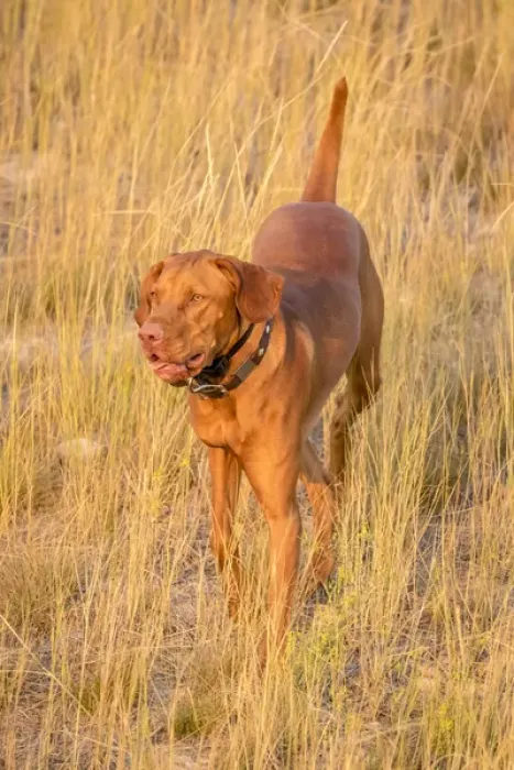Framed Print : USA, Montana, Missoula. Vizsla hunting dog. Credit as: Fred Lord / Jaynes Gallery / DanitaDelimont Framed Print : USA, Montana, Missoula. Vizsla hunting dog. Credit as: Fred Lord / Jaynes Gallery / DanitaDelimont