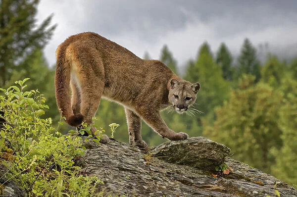 USA, Montana. Mountain lion in controlled environment. Credit as