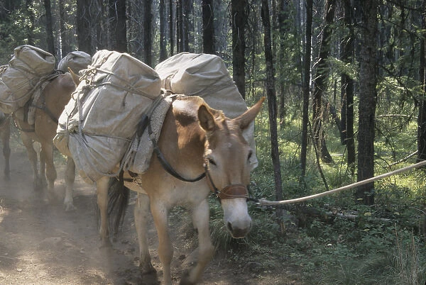USA; Montana; mule carrying a load; Bob Marshall Wilderness