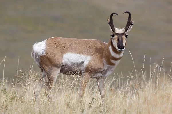 USA, Montana, National Bison Range, Pronghorn antilope, Male, Antilocapra americana