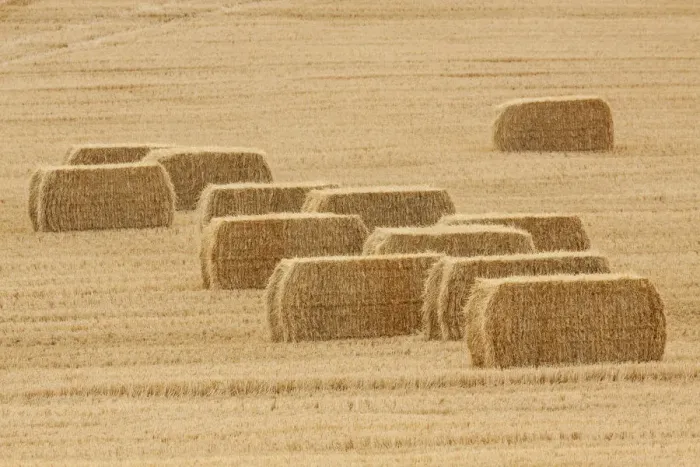 Framed Print : Usa, Montana, near Drummond. Bales of hay in a field that has just been harvested Framed Print : Usa, Montana, near Drummond. Bales of hay in a field that has just been harvested