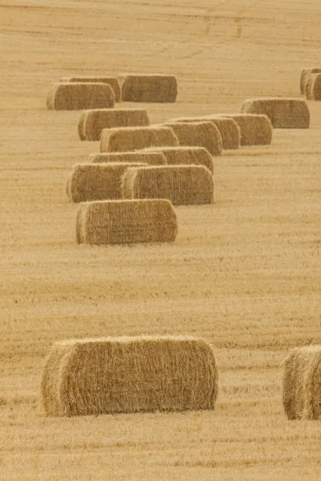Framed Print : Usa, Montana, near Drummond. Bales of hay in a field that has just been harvested
