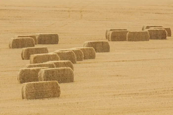Framed Print : Usa, Montana, near Drummond. Bales of hay in a field that has just been harvested