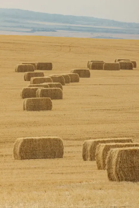 Framed Print : USA, Montana, near Drummond. Bales of hay in a field that has just been harvested