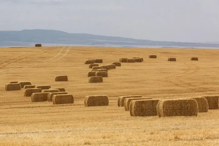 Framed Print : USA, Montana, near Drummond. Bales of hay in a field that has just been harvested Framed Print : USA, Montana, near Drummond. Bales of hay in a field that has just been harvested