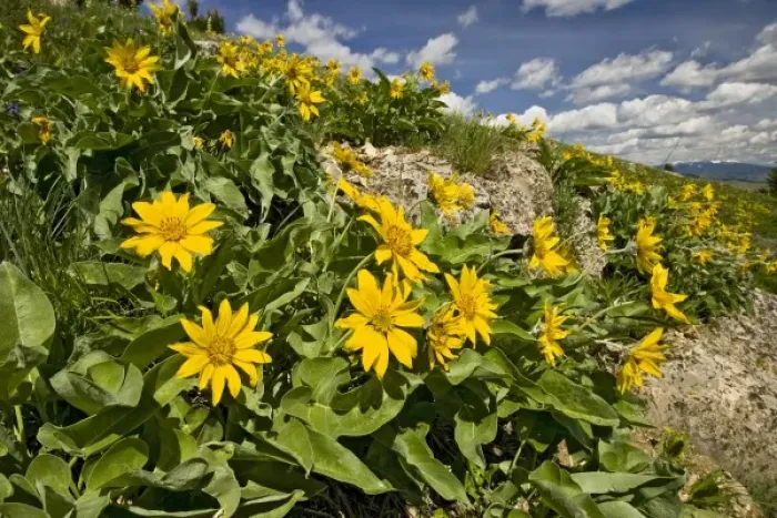 Framed Print : USA, Montana, Northern Mules Ears (Wyethia amplexicaulis) on hillside, June Framed Print : USA, Montana, Northern Mules Ears (Wyethia amplexicaulis) on hillside, June