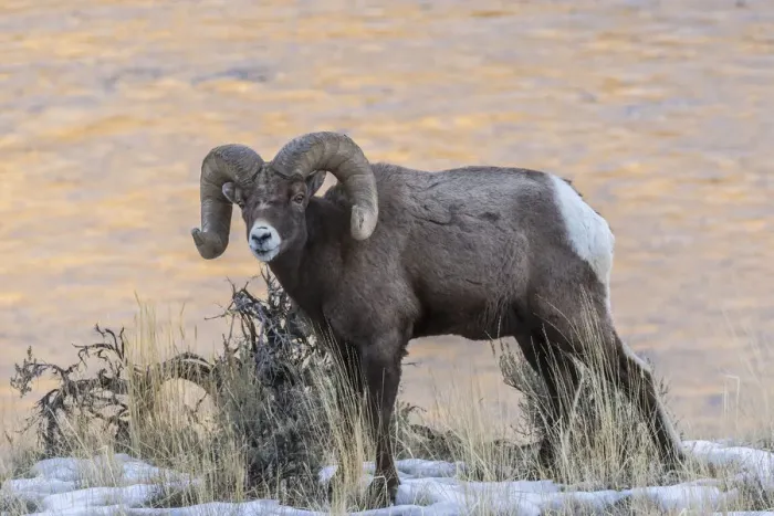 Framed Print : USA, Montana, Paradise Valley. Bighorn ram and Yellowstone River Framed Print : USA, Montana, Paradise Valley. Bighorn ram and Yellowstone River