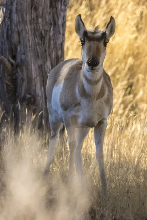 Framed Print : USA, Montana, Paradise Valley. Close-up of pronghorn antelope Framed Print : USA, Montana, Paradise Valley. Close-up of pronghorn antelope
