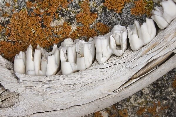 USA, Montana, Pine Butte Guest Ranch. Close-up of weathered jaw bone of deer and lichen on rock
