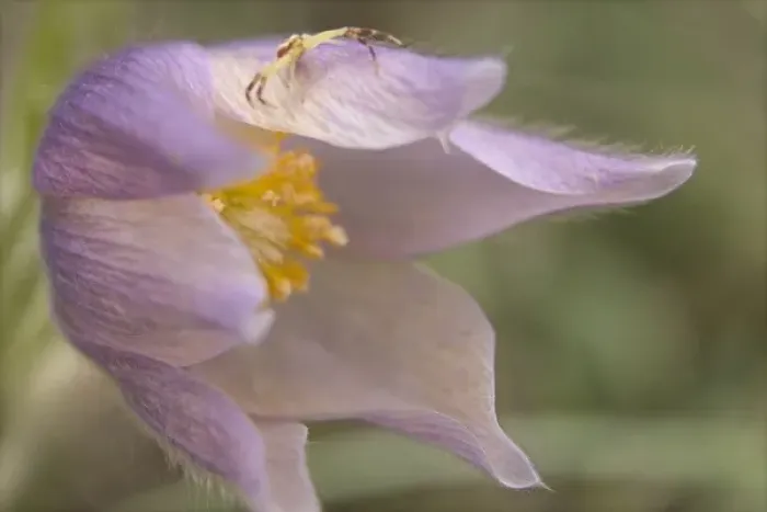 Framed Print : USA, Montana, Pine Butte Guest Ranch. Close-up of crab spider on a pasque flower Framed Print : USA, Montana, Pine Butte Guest Ranch. Close-up of crab spider on a pasque flower