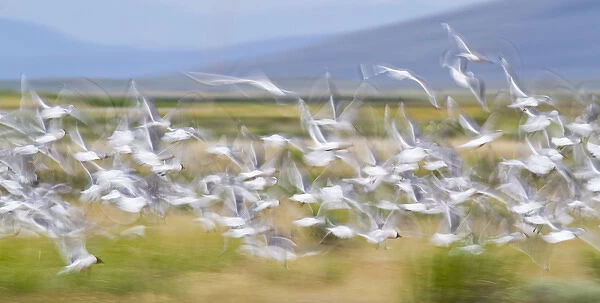 USA, Montana, Red Rock Lakes National Wildlife Refuge, Flock of Franklyns Gulls