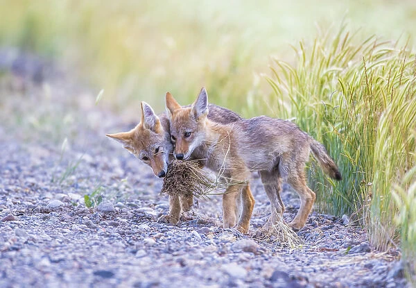 USA, Montana, Red Rock Lakes National Wildlife Refuge, two coyote pups play with