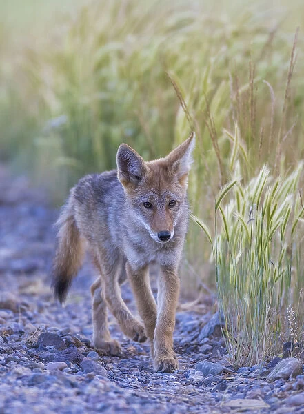 USA, Montana, Red Rock Lakes National Wildlife Refuge, a coyote pup walks along the
