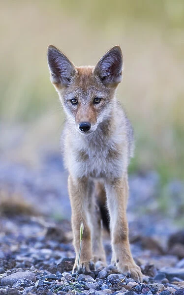 USA, Montana, Red Rock Lakes National Wildlife Refuge, Coyote pup standing in roadway