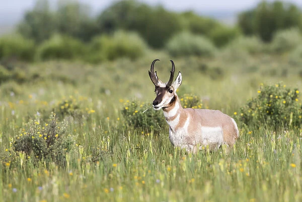 USA, Montana, Red Rock Lakes National Wildlife Refuge, Pronghorn Antelope buck standing