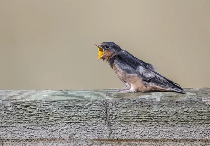 Framed Print : USA, Montana, Red Rock Lakes National Wildlife Refuge, Barn Swallow fledgling begging Framed Print : USA, Montana, Red Rock Lakes National Wildlife Refuge, Barn Swallow fledgling begging