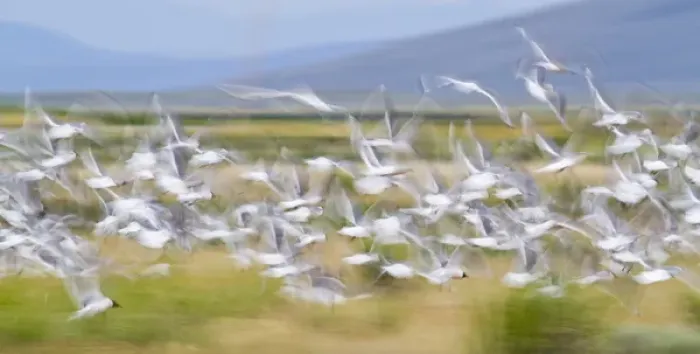 Framed Print : USA, Montana, Red Rock Lakes National Wildlife Refuge, Flock of Franklyns Gulls