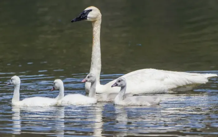 Framed Print : USA, Montana, Red Rock Lakes National Wildlife Refuge, Elk Lake, a Trumpeter Swan