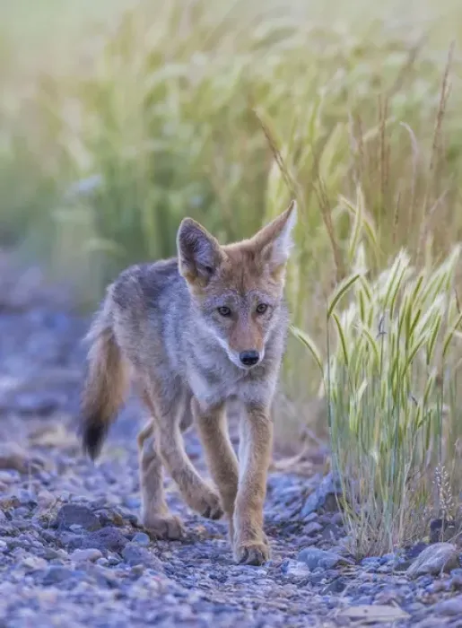 Framed Print : USA, Montana, Red Rock Lakes National Wildlife Refuge, a coyote pup walks along Framed Print : USA, Montana, Red Rock Lakes National Wildlife Refuge, a coyote pup walks along