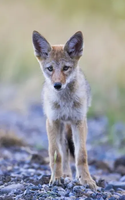 Framed Print : USA, Montana, Red Rock Lakes National Wildlife Refuge, Coyote pup standing in roadway Framed Print : USA, Montana, Red Rock Lakes National Wildlife Refuge, Coyote pup standing in roadway