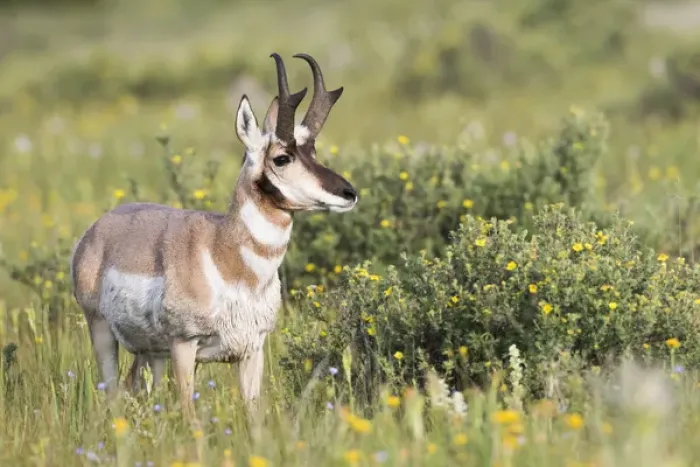 Framed Print : USA, Montana, Red Rock Lakes National Wildlife Refuge, Pronghorn Antelope buck standing