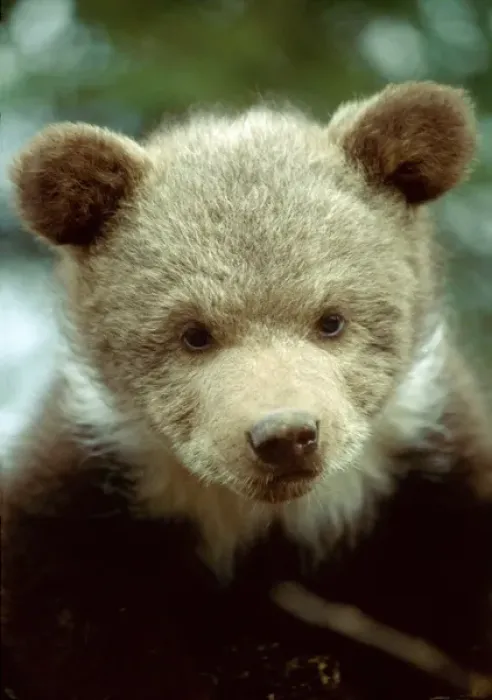Framed Print : USA, Montana. Rescued grizzly bear cub whose mother was killed