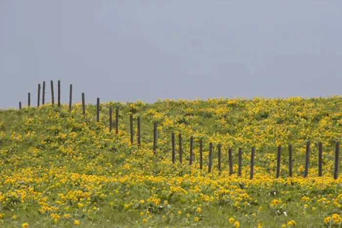 Framed Print : USA, Montana, Rocky Mountain Front. Balsamroot wildflowers grow in field with fence