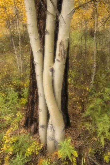 Framed Print : USA, Montana, Russell Gates Park. Tree montage