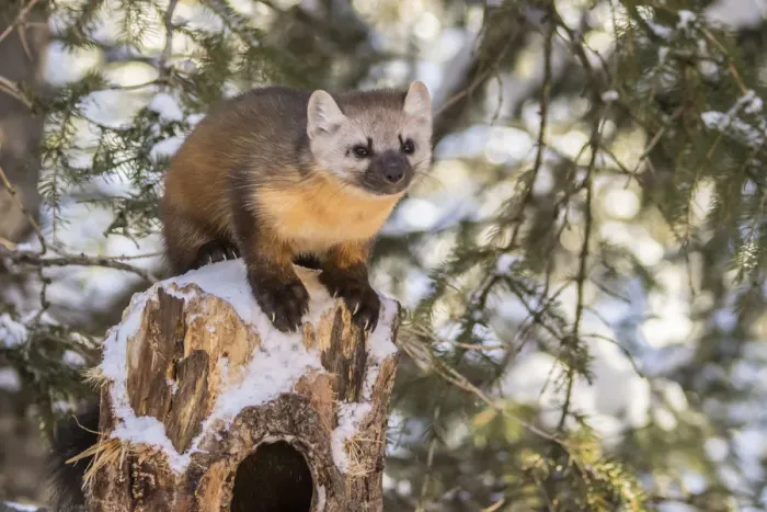 Framed Print : USA, Montana, Shoshone National Forest. Pine marten close-up in winter. Credit as Framed Print : USA, Montana, Shoshone National Forest. Pine marten close-up in winter. Credit as