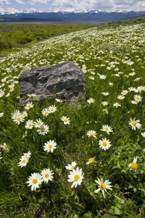 Framed Print : USA, Montana, Wild Daisy blooming in meadow by Hebgen Lake west of Yellowstone National Park