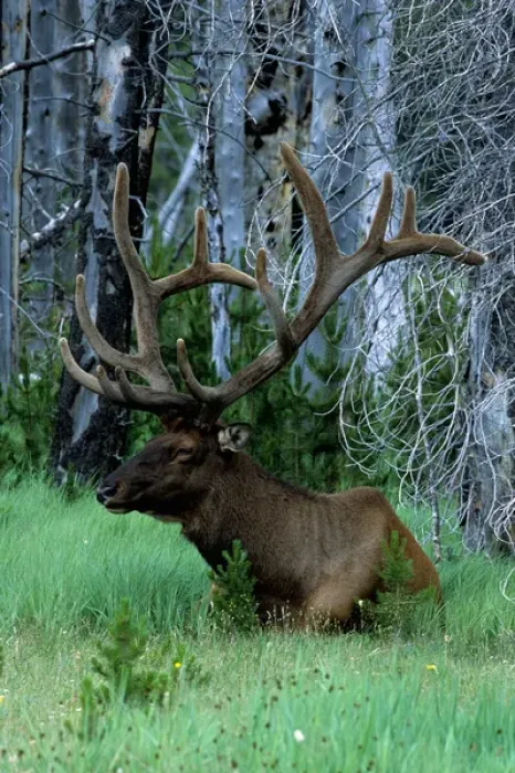 Framed Print : USA, Montana, Yellowstone Elk Framed Print : USA, Montana, Yellowstone Elk