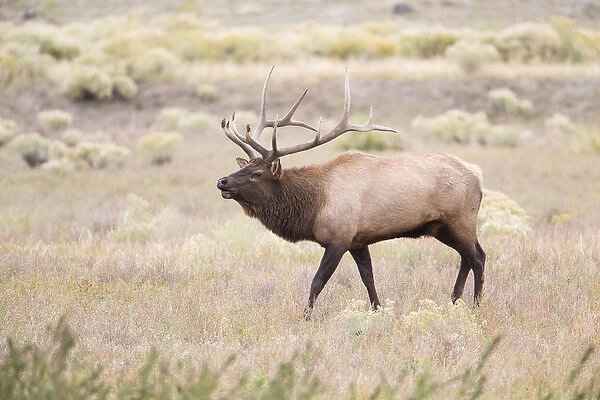 USA, Montana, Yellowstone National Park, Bull Elk walking in Rabbitbrush meadow during