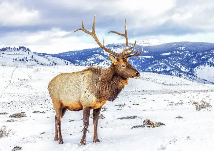 Framed Print : USA, Montana. Yellowstone National Park, elk Framed Print : USA, Montana. Yellowstone National Park, elk