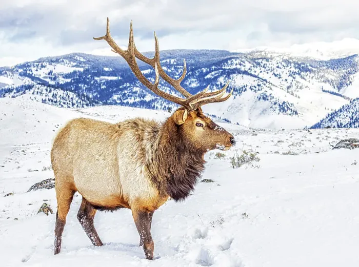 Framed Print : USA, Montana. Yellowstone National Park, elk Framed Print : USA, Montana. Yellowstone National Park, elk