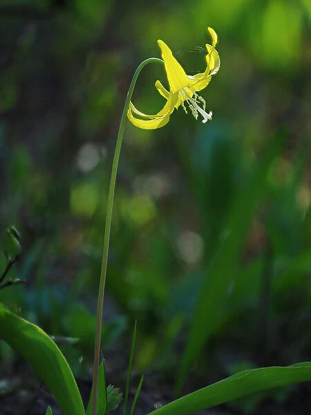 Usa, Mount Rainier National Park, Yellow Avalanche lily