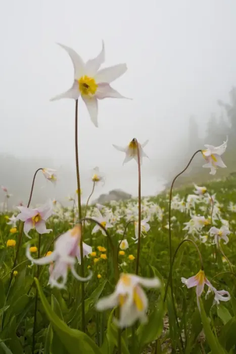 Framed Print : USA, Mt. Rainier National Park, Washington. Meadow filled with Avalanche Lilies