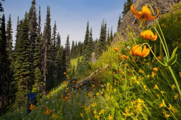 Framed Print : USA, Mt. Rainier National Park, Washington. Male backpacker and Columbia Lily in Framed Print : USA, Mt. Rainier National Park, Washington. Male backpacker and Columbia Lily in