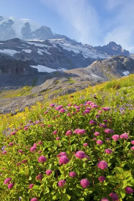 Framed Print : USA, Mt. Rainier National Park, Washington. Rosy Spirea, with glaciation and Mt. Rainier behind Framed Print : USA, Mt. Rainier National Park, Washington. Rosy Spirea, with glaciation and Mt. Rainier behind