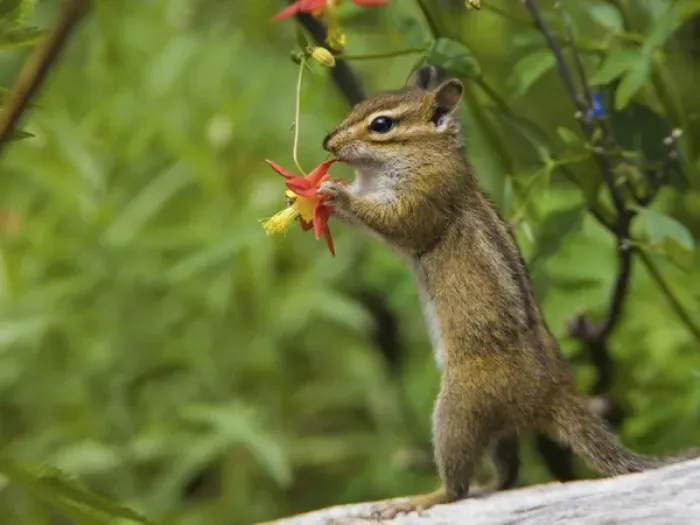 Framed Print : USA, Mt. Rainier National Park, Washington. Townsends Chipmunk sucking nectar Framed Print : USA, Mt. Rainier National Park, Washington. Townsends Chipmunk sucking nectar